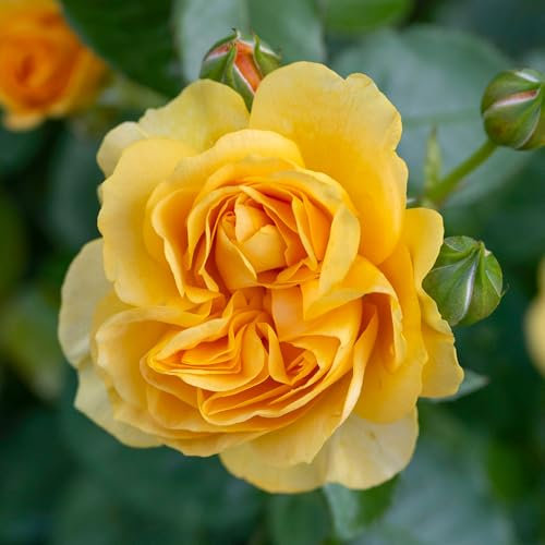 Bush Rose Absolutely Fabulous - Compact Rose Bush with Yellow Double Garden Roses - Classic Garden Plants Boasting Beautiful Outdoor Roses - Hardy Plants Outdoor Garden Ready (3 Litre Pot, 20-40cm)