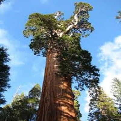 Tropica montaña secoya (Sequoiadendron gigantea) - 50 semillas