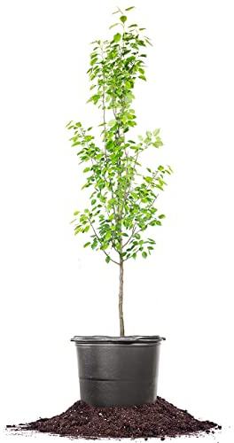 Perfect Plants Ayers Pear Tree 4-5 Feet | Live Trees for Outdoor Planting | Sweet Fruit for Fresh Eating or Canning | Sugar Pear Fruits Delicious and Healthy