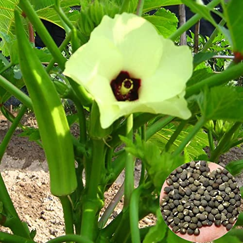 SANWOOD Asparagus Seeds Okra Seeds per la casa giardino piantagione, 50pcs semi di asparagus alto tasso di germinazione flourishing Okra piantagione semi accessori giardino - E