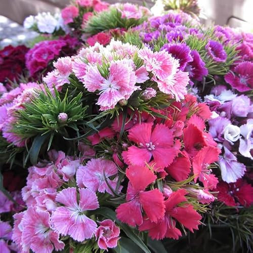 Sobre de Semillas de Clavelina China Mix Color Clavel Chino