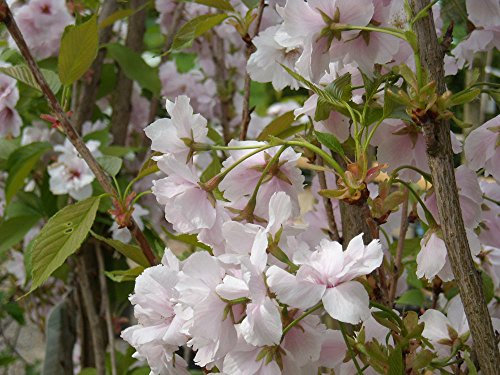 Japanische Säulenkirsche 'Amanogawa' - Prunus serrulata Amanogawa - Containerware 60-100 cm - Garten von Ehren®