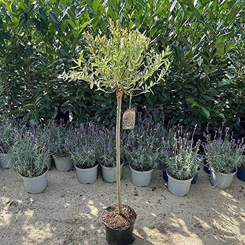 Salix Hakuro Nishiki 60cm stem - 5 Litre Pot