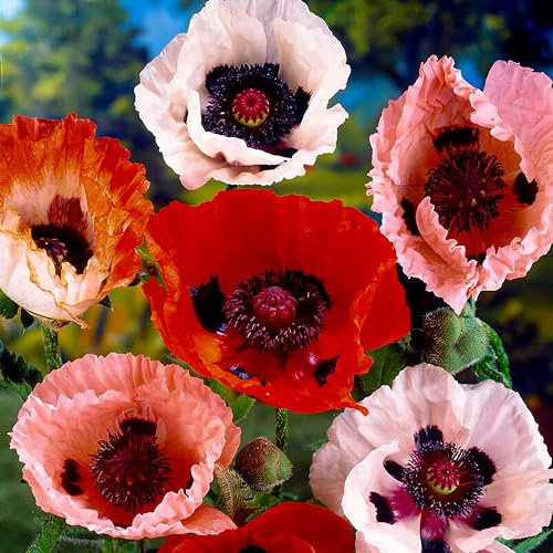 Winterharte Papaver Orientale Stauden Kollektion (5 Wurzeln), Mix von 5 Garten Mohn Sorten, 1 von jeder Farbe, große mehrjährige Pflanzen aus Holland (kein Samen), Weiß-Rot-Rosa-Violett Hybriden