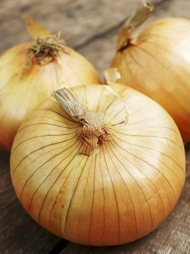 NOUVEAU 50 Pcs oignon Ailsa Craig Heirloom écossais un énorme oignon fournitures bonsaï légumes