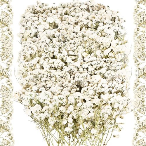100 Stück Schleierkraut Getrocknet Natürliche Getrocknete Blumen Weiß Trockenblumen zum Basteln, Gepresste Blumen für DIY Kerzen Harz Schmuck Nagel Anhänger Kunsthandwerk Kunst Blumen Dekoration