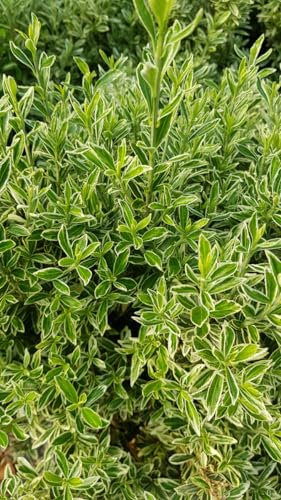 Euonymus japonicus 'Microphyllus Aureovariegatus' / Fusain du Japon/Conteneur de 3 à 4 litres
