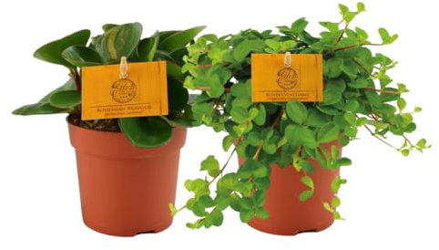 Peperomia | 2 Stück - 15cm - Ø10.5cm - Zimmerpflanze - Immergrün - Multideal - Kakteen und Sukkulenten