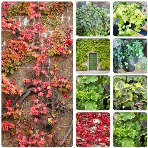 edera - semi di da giardino verdi ciondoli, resistenti, 150pz