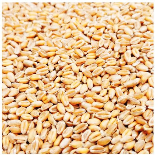 Weizen Futter 5-30 Kg Huehner Vogelfutter Getreide Fuer Hühner Sack Weizenkoerner Hühnerfutter Korn Essen Koerner Wildvögel Kaninchenfutter Ernte 2023 Petigi, Gewicht:25 kg