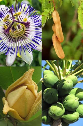 Lotto di Semi di 4 Alberi Tropicali (Papaia, Frutto della Passione, Guanábana, Tamarindo)