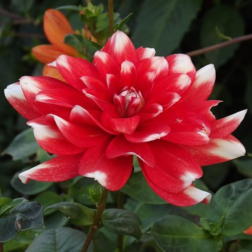 Dahlienknolle : Dahlia - Deko Dahlien  Nagano  1 Knolle/Rhizom