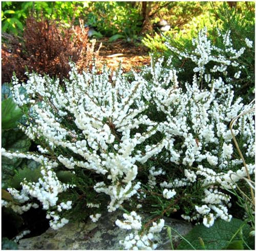 GrowOn Shrubs [x3] Scottish Heather Calluna Vulgaris 'Kinlochruel' | Multi-Pack | Evergreen Shrubs | Outdoor Garden Ready Plants | Summer and Autumn Flowering | White Flowers