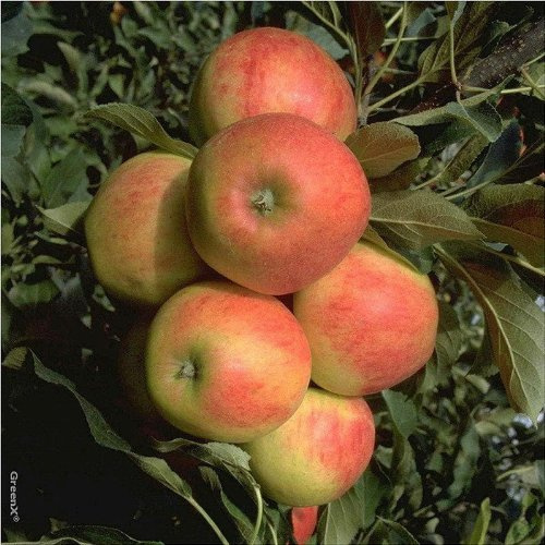 Starcats (R) Säulenapfel aus (Bolero + Elstar) knackig süßsäuerlich, ca. 80-100 cm 7,5 L. Topf MM 111