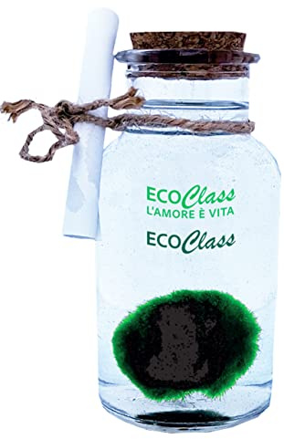 Marimo 2-4 cm en Jarrón de Cristal de 250 ml - Planta del Amor. Alga de bola.