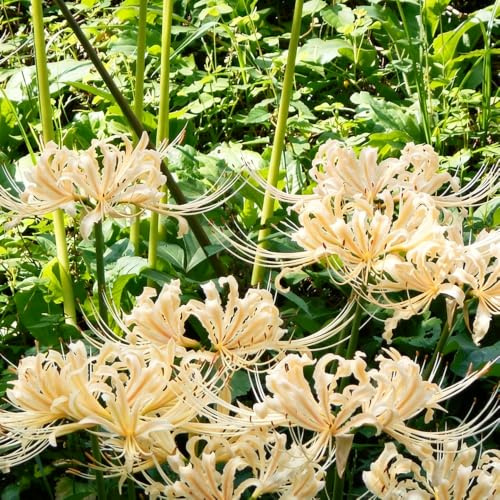 Lirio araña - Lycoris radiata de balcón de interior balcón resistentes 4bulbos
