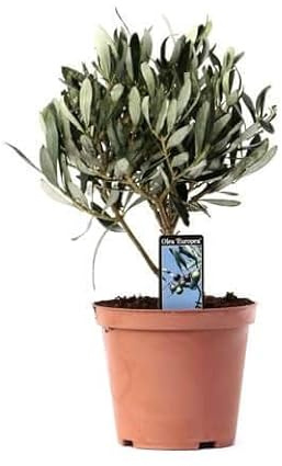 Olivo Vivo Miniatura Árbol Natural para Decorar la Casa