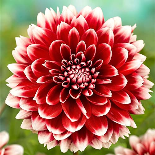 Dalia Bulbi Zinnia Bulbi de fleur Dalia Bulbe Dalia Bulbi de dalia perenni Decorazione del giardino Decorazione del giardino
