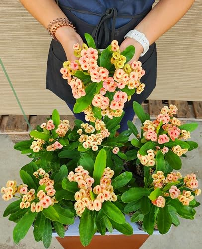 POWERS TO FLOWERS - EUPHORBIA VULCANA GIALLO/ARANCIO, 3 PIANTE, VASO 13CM, spina di cristo, piante vere