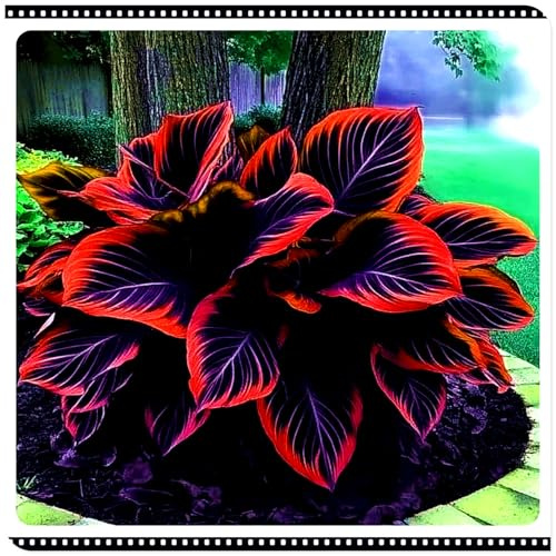 Seltene Funkie/Winterharte Funkie für den Außenbereich/Deutsche Gartenpflanze/Ideal für Garteneckenet-8 PCS-I