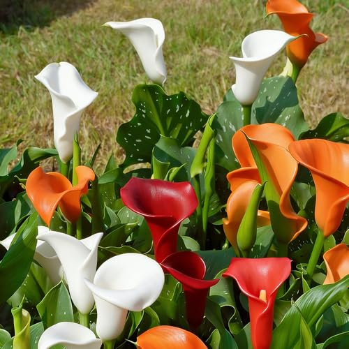 calla giardino esotico giardino decorativo riverdimento tetti ufficio rocce balcone decorazione 10Bulbi
