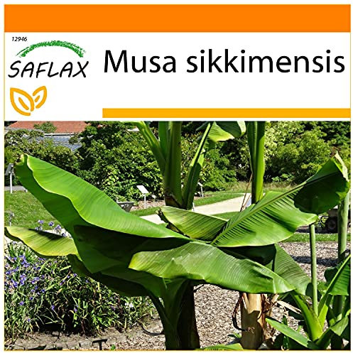 SAFLAX - Garden in the Bag - Banana di Darjeeling - 5 semi - Musa sikkimensis
