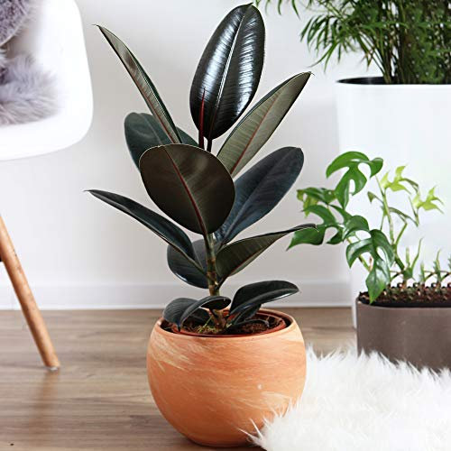 1 x Gummibaum Ficus Abidjan | Zimmerpflanzen Geschenk zu Kaufen | Perfekt fürs Zuhause oder das Büro Schwarz