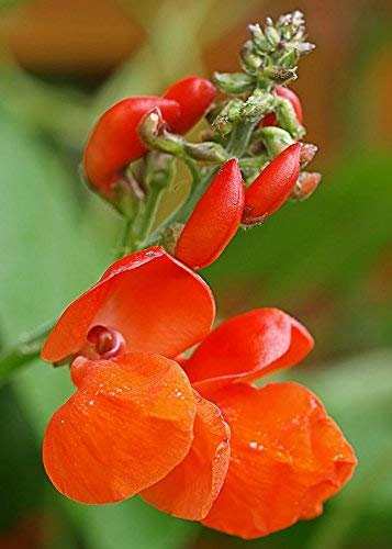 50 semi di Black Fagiolo rampicante - Phaseolus coccineus