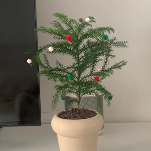 Semillas de plantas de araucaria, semillas plantas de interior Semillas de Araucaria Araucana, Árbol de Araucaria, semillas de plantas de interior árbol bonsái, plantación de árboles 40pcs