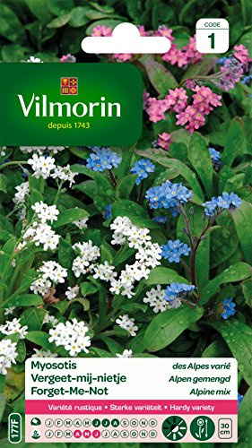 Vilmorin Myosotis Fleur Multicolore | Rustique, petites fleurs, 30cm, massifs bas, bordures, bouquets, semis juin à août, floraison avril à juin