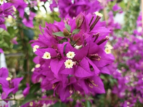 Buganville viola Bougainvillea Sanderiana Alexandra pianta rampicante in vaso ø9 cm Vivaio di Castelletto