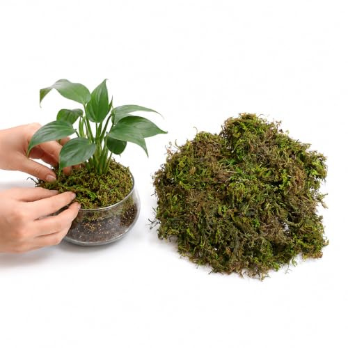 Beavorty Artificial Moss for Pots - Fake Green Plant Decor, Sphagnum Lichen Turf Grass, Decorative Pack Filler 60g for Crafts Terrarium Diorama, Luxury Indoor Garden Wedding Decoration