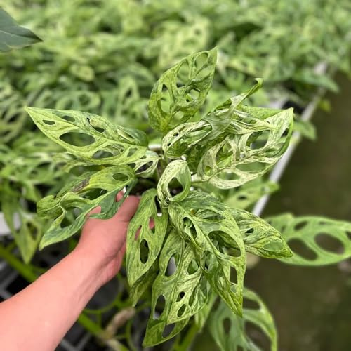 semillas de monstera, extremadamente resistentes jardín rocas pleno sol roca que prefieren la sombra 180pcs