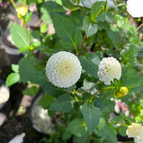 tubérculos de dalia resistentes - jardín 8pcs