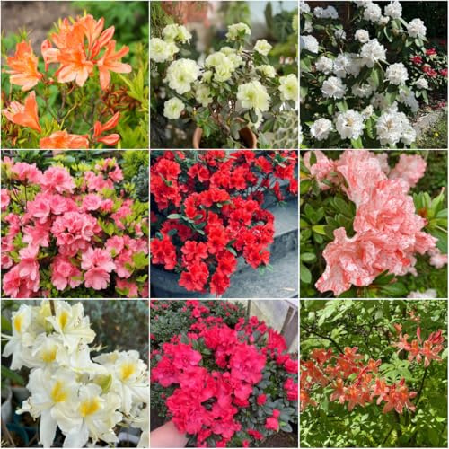 azalea semi giardino semi trepadora giardino del balcone silvestre decorazione rododendro interni 10pcs