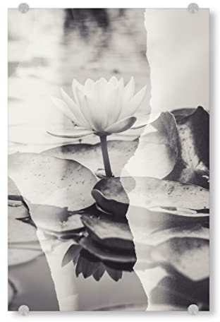 artboxONE Acrylglasbild 60x40 cm Natur Lotus Blossom by Tas BW Bild hinter Acrylglas - Bild schwarzweiß Blumen floral