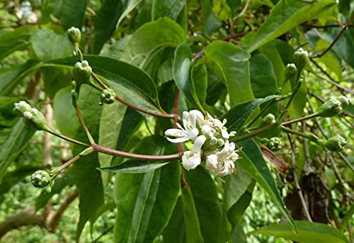 Sieben-Söhne-des-Himmels-Strauch Heptacodium miconioides Pflanze 25-30cm Rarität
