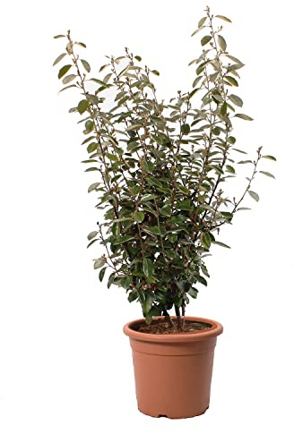 KENTIS - Eleagnus Ebbingei - Vraies Plantes d'Extérieur Sempervirens et Résistantes - H 125-150 cm Pot Ø 30 cm