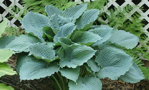 Hosta Queen of The Seas