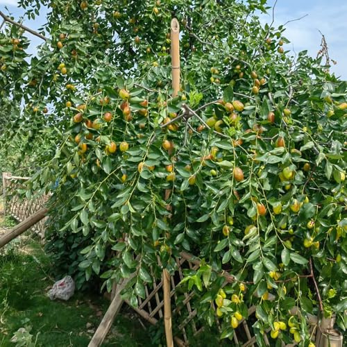 azufaifo de bonsái Camas elevadas para el jardín decorativas exótico decoración de oficina enanos balcón resistentes semillas 15pcs