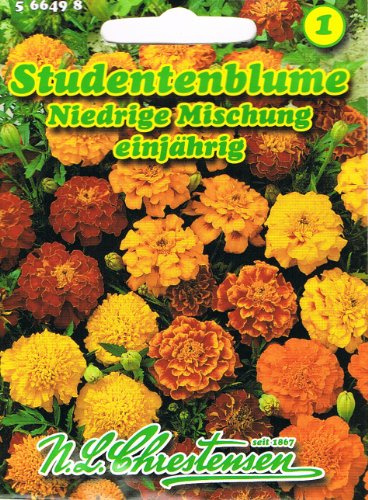 Studentenblume Niedrige Mischung Tagetes patula nana
