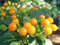 25 Graines de Piment Aji Charapita - Piment le plus cher du monde - semences paysannes