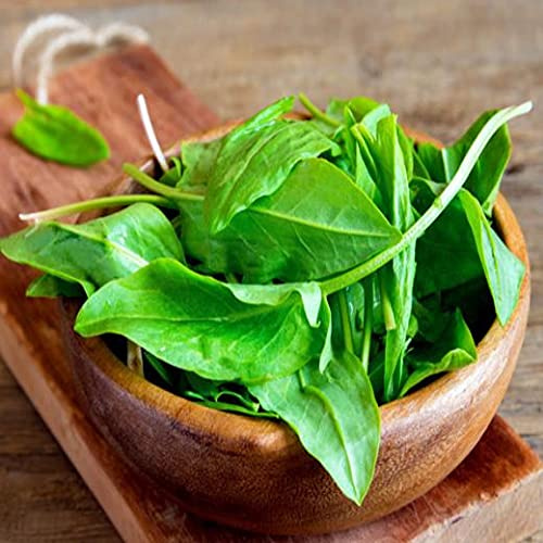 CEMEHA SEEDS - Seeds Sorrel Broadleaf 45 Days Non GMO Vegetable for Planting 2000 Seeds