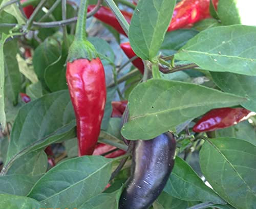 SEMI PEPERONCINO-90 SEMI-!!!!!! CHILE DE ARBOL RED-CHILE MORITA-HABANERO YELLOW-PIMENTA MALAGUETA-URFA BIBER-BISHOP CROWN-AZTECO CAYENNA PURPLE-PETER RED:Seeds