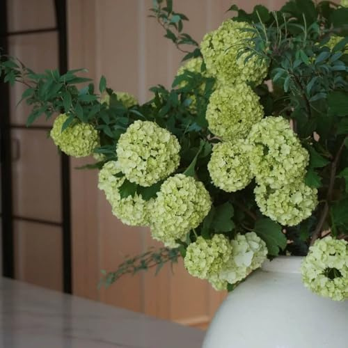 Semi di ortensia palla di neve - regali per gli amanti del giardino da balcone semi to serre da balcone farfalle decorazione del soggiorno giardino arbusti 50pcs