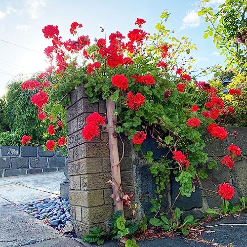 geranio resistentes de balcón silvestres balcón semillas orgánicas Decoraciones jardín exteriores 120pcs