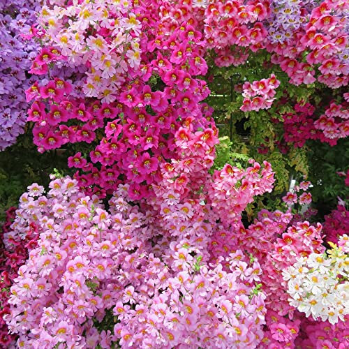 Schizanthus 'Dwarf Bouquet Mixed' Butterfly Flower Poor Man's Orchid Easy to Grow Your Own Indoor Houseplant Outdoor Garden Flower Plants (Approx. 140 Seeds) by Thompson and Morgan
