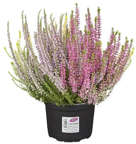 Brecina o Calluna Vulgaris Planta Natural Arbustiva Ideal para Decorar