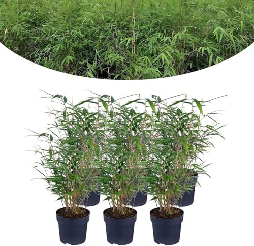 Happy Plants Bambus Pflanze Fargesia I Winterhart & Nicht wuchernd, Bambuspflanze-Winterhart, Heckenpflanze Kübelpflanze Gartenpflanze, echter Bambus frisch aus dem Garten… (6 Stück)