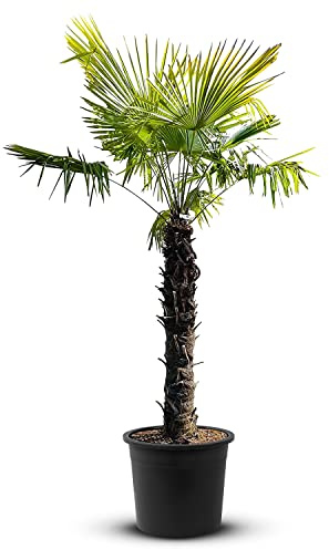 Tropictrees Trachycarpus Fortunei Hanfpalme winterschutz mit einer Stammhöhe von 100/120 cm | Höhe 220cm | Gelbe und grüne Blätter | Winterschutz Palme für drinnen und draußen